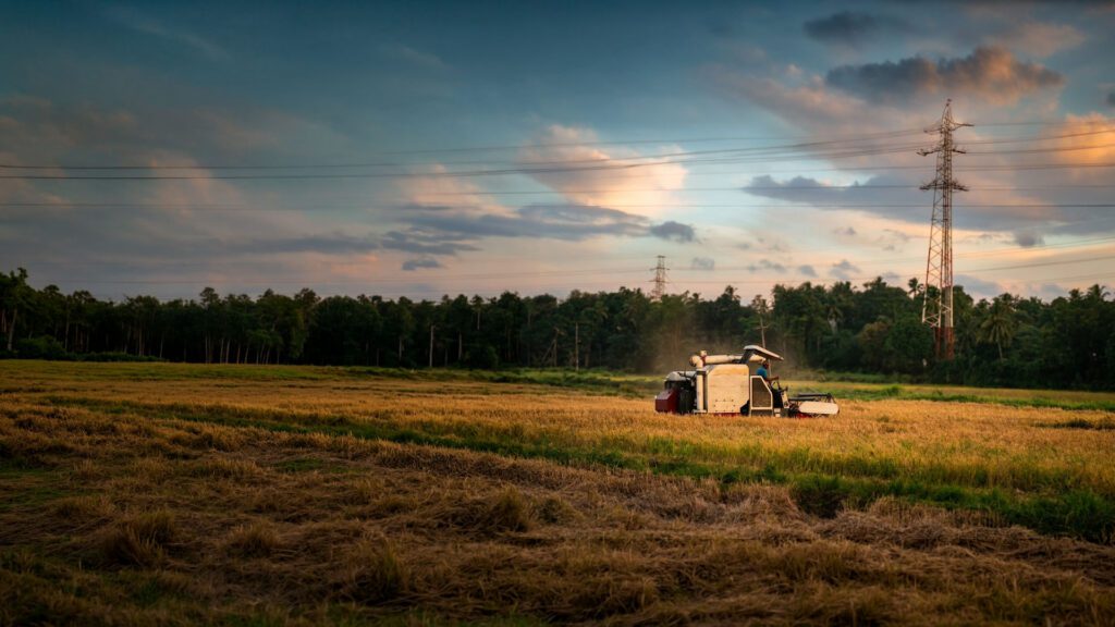 Paddy Field in Sapugaskanda Area