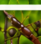 Branch Canker (disease)
