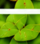 Gray Blight