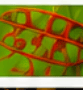 Red Rust Algae