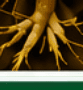 Root Disease