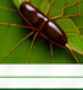 Branch Canker (pest)