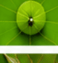 Purple Mite