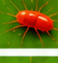 Red Spider Mite