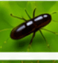 Tea Mosquito Bug