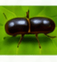Tea Shot Hole Borer