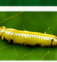Tea Tortrix